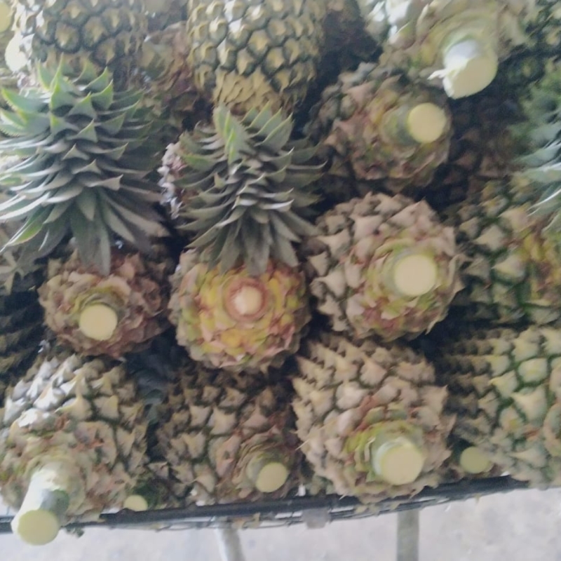 Fresh pineapple for Export market 